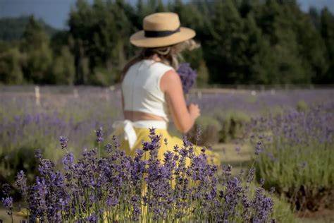 Oregon Lavender Farms In The Columbia River Gorge