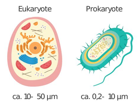 Prokaryoten Eukaryoten Definition Zusammenfassung Easy Schule