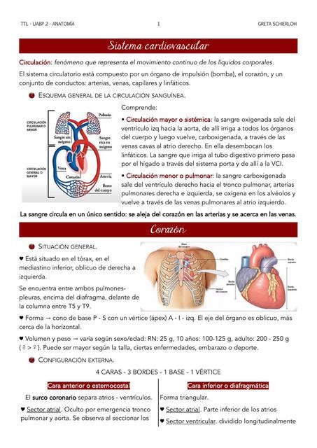 Anatomía del corazón Miocardiocito uDocz