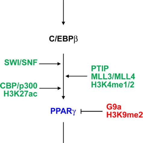 Pdf Transcriptional And Epigenetic Regulation Of Pparγ Expression