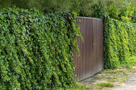 Evergreen Climbers Climbing Plants For Privacy Plantura