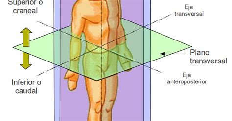 Anatomia Aplicada Planos Y Ejes