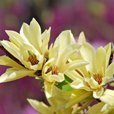 Magnolia Sunsation Yellow & Pink – Plant All Season