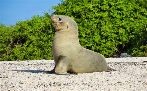 Baby Sea Lion In Galapagos Islands