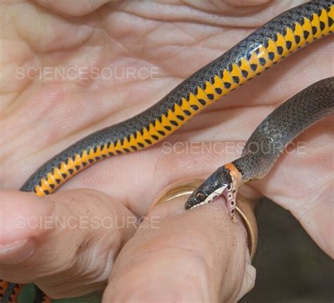 Southern Ringneck Snake
