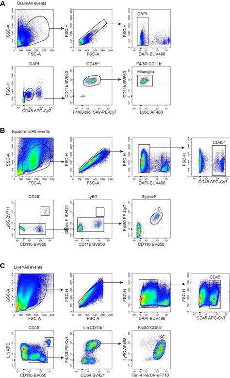 Cell Press Star Protocols