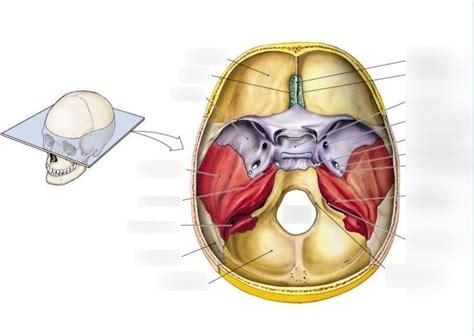 Anatomy Exam 2 Skull Transverse Diagram Quizlet