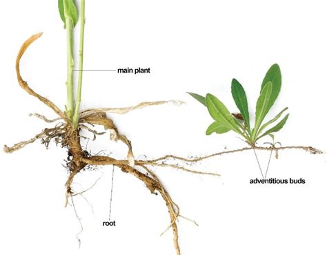 Adventitious Root System: Types, Modifications and Examples – StudiousGuy