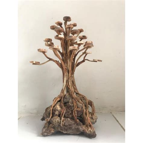 Jual Bonsai Aquascape Bahan Kayu Senggani Shopee Indonesia