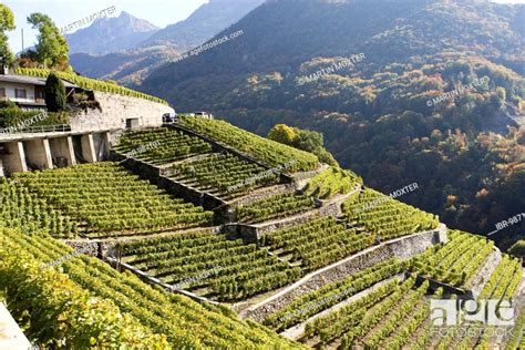 Vintage of Chasselas in the steepy vineyards close to Lausanne, Kanton ...