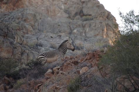 Creature Feature: Mountain Zebra