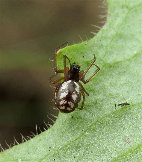 Microlinyphia Pusilla Female Holme Dunes Norfolk C Flickr