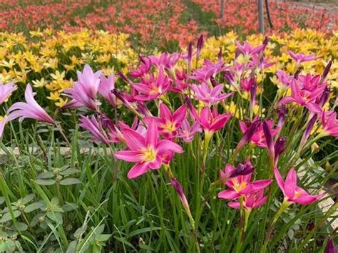 Pink Rain Lily Flower Bulb Available For Retail And Wholesale Both