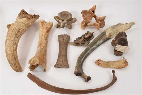 Lot 929 - Ice age fossils, including cave bear jaw,