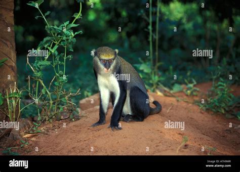 Mona Monkey Cercopithecus Mona Boabeng Fiema Monkey Sanctuary Ghana