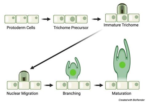 Cell Differentiation Definition Process And Stages