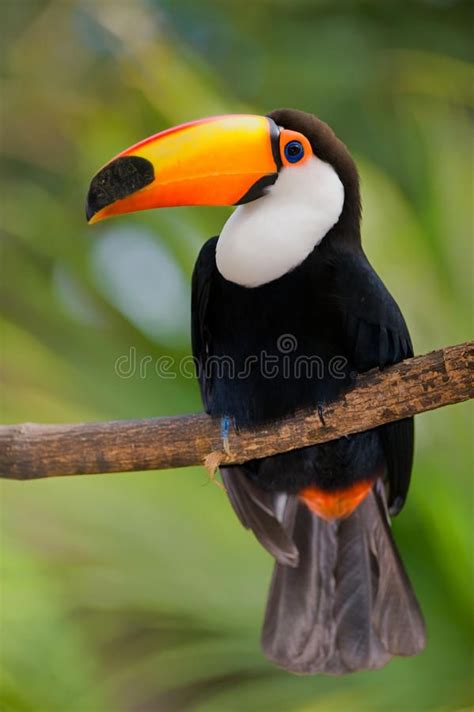 Toucan In Dense Vegetation Stock Photo Image Of Head 11772674 Toco