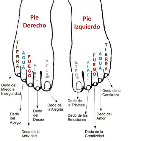 lectura de la planta del pie - Página web de doradaluz
