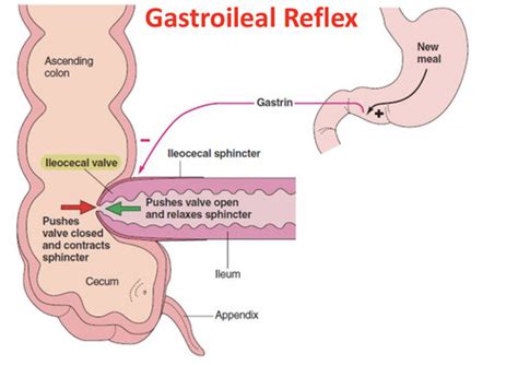 Secretion Motility And Digestion In Small Intestine Function Of The