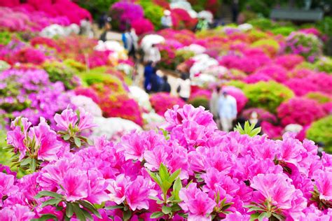 Beautiful Azalea flowers, Tokyo - Savvy Tokyo