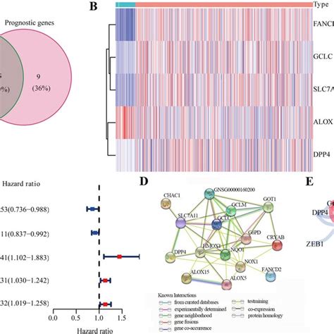 Identification Of Ferroptosis Related Genes In Tcga Cohort A A Venn Download Scientific