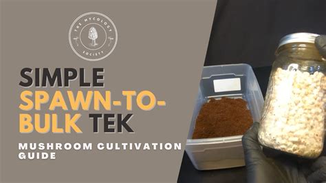 Quick And Easy Spawn To Bulk Method Mushroom Cultivation Guide Youtube