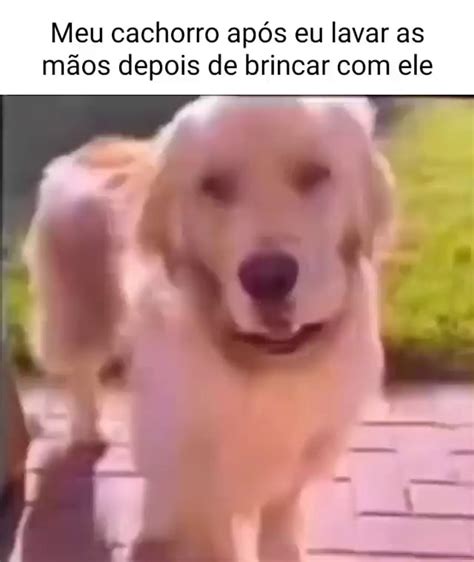 Meu Cachorro Ap S Eu Lavar As M Os Depois De Brincar Ele Ifunny