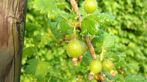 Fruitbomen Wanneer Planten Hoe Bemesten En Hoe Snoeien Dcm