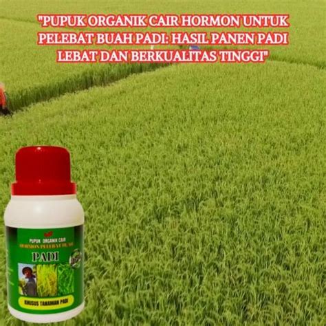 Pupuk Organik Cair Khusus Padi Terbaru Pelebat Buah Padi Pupuk Pelebat