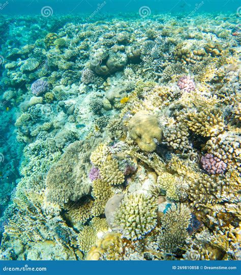 Coral Reef Under Sea Water Stock Photo Image Of Deep Aquatic