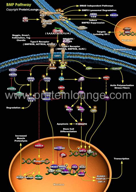 Biological Databases And Tools Bmp Pathway Protein Lounge