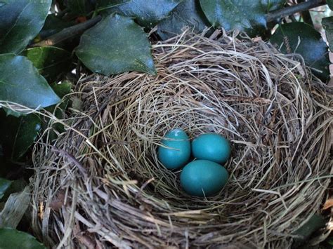 Blue Eggs In A Birds Nest Free Image Download