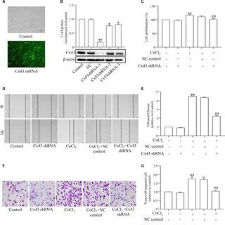 37 43Gap27 Prevented CoCl2treatment PASMCs Proliferation And