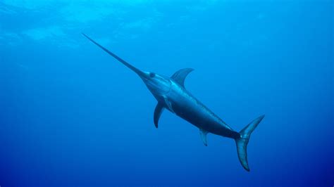 A Secret To Swordfish Speed Is Found Grease The New York Times