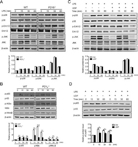 P2y 6 Inhibits Lps Induced Nf Kb Activation In Dcs A Western Blot