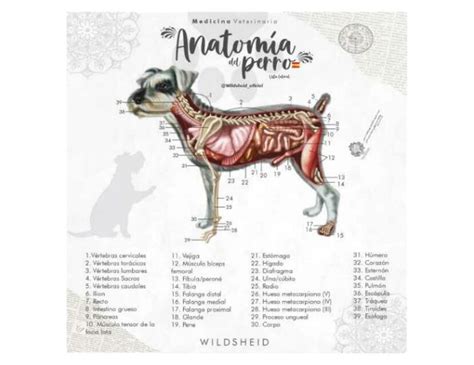 Anatomía Del Perro Carolina Valencia Udocz