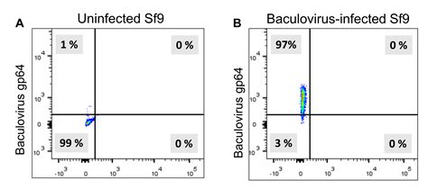 Process Development For The Production And Purification Of Adeno Associated Virus Aav 2 Vector