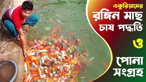 একুরিয়ামের রঙ্গিন মাছ চাষ পদ্ধতি রঙ্গিন মাছের পোনা रंगीन मछली