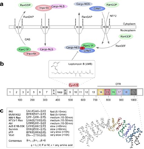 A Schematic Illustration Of The Regulation Of Nucleo Cytoplasmic