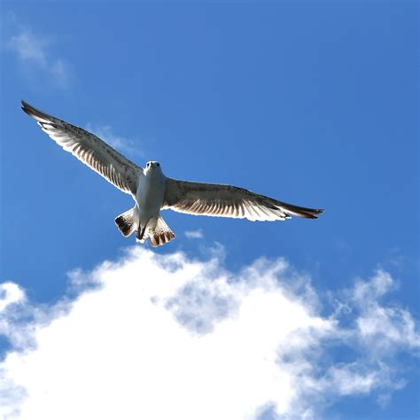 Free Images Water Bird Wing Sky Seabird Daytime Wildlife Beak