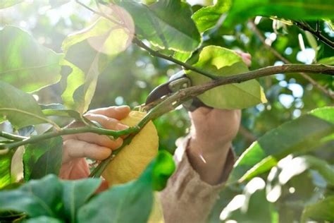 8 Tips On When And How To Prune Lemon Trees House Grail