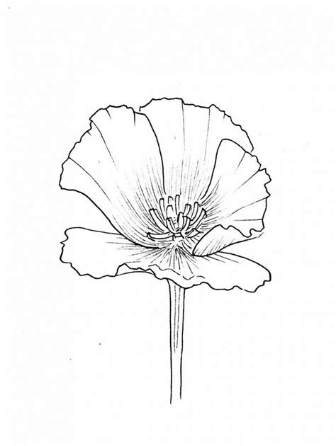 20 Poppy Drawing Ideas How To Draw Poppy Flower Diyncrafty