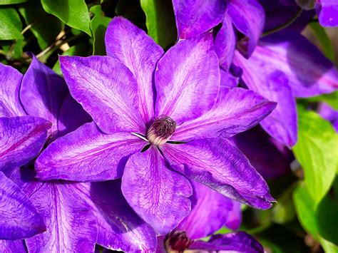 Purple Clematis | T&K Images Fine Art Photography