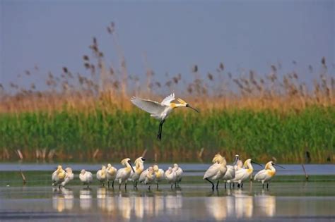 国际重要湿地 上海崇明东滩国际重要湿地：河口型潮汐滩涂湿地 关注森林