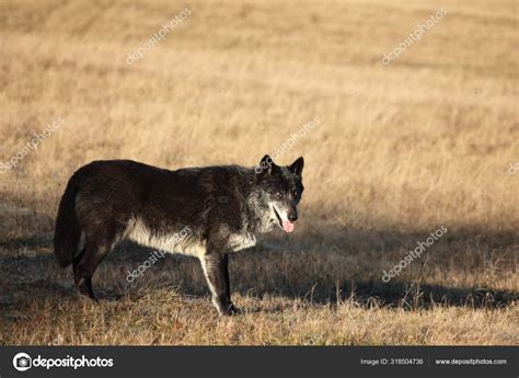 North American Wolf Canis Lupus Staying Gold Dry Grass Front Stock