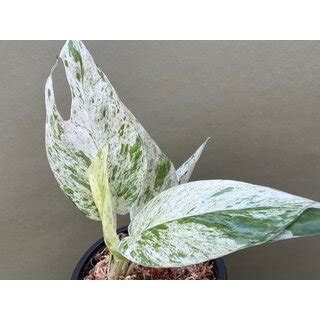 Epipremnum Pinnatum Marble Variegata Ablege