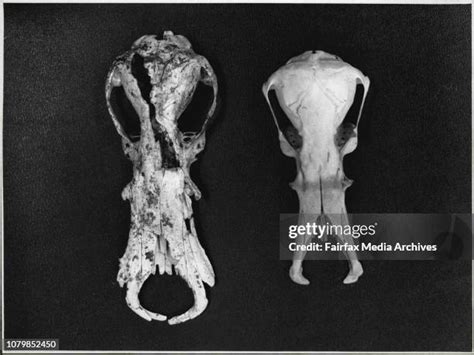 Platypus Fossil Photos Et Images De Collection Getty Images