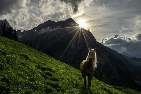 Horse Nature Mountains Grass Landscape Sunlight Sky Animals