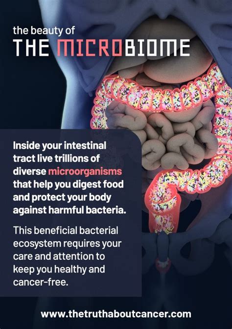 Bacteria Is Best Why A Healthy Gut Microbiome Is Key To Cancer