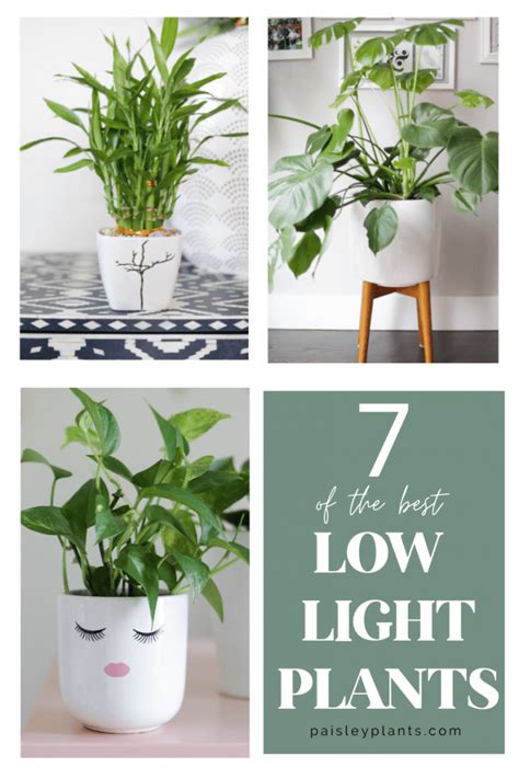 7 Amazing Low Light Indoor Plants - Paisley Plants